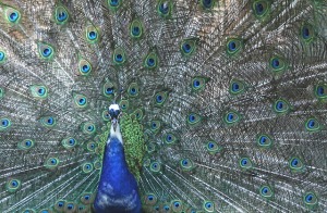 peacock-453846_640